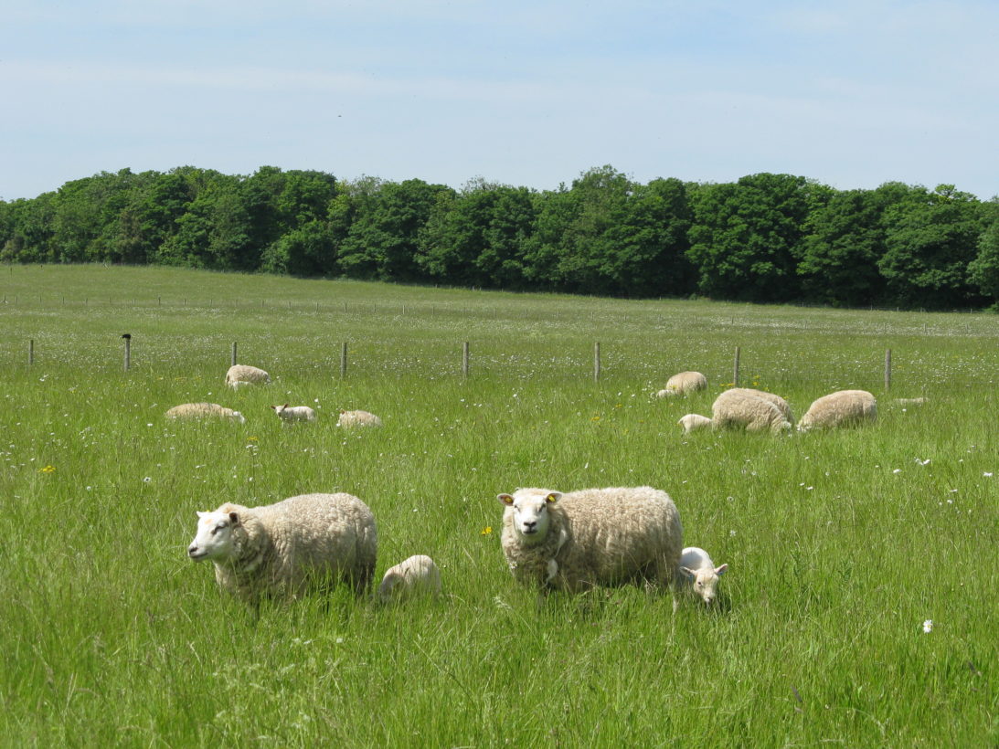 Ewes and their young lambs grazing on South Down in the springtime