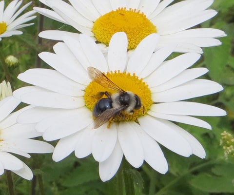Solitary bee (often described as a mining bee) feeding