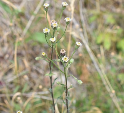 Blue-Fleabane-Erigeron-acris-min