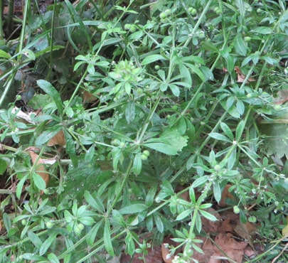 Cleavers-Galium-aparine-min