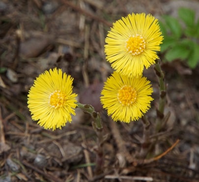 Coltsfoot_Tussilago-farfara-min