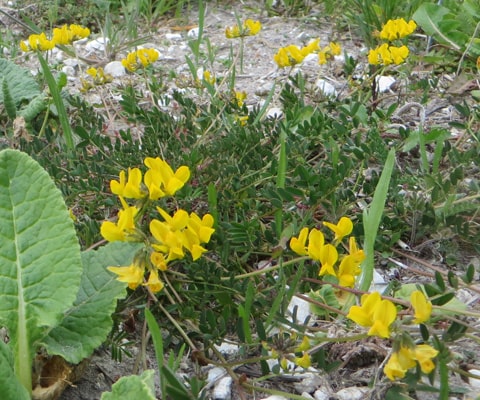 Horseshoe Vetch at the edge of Memorial Wood, South Down