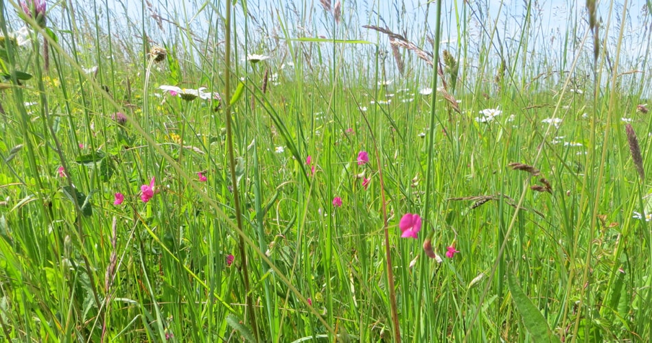 Meadow with Grass Vetchling in flower on North Down