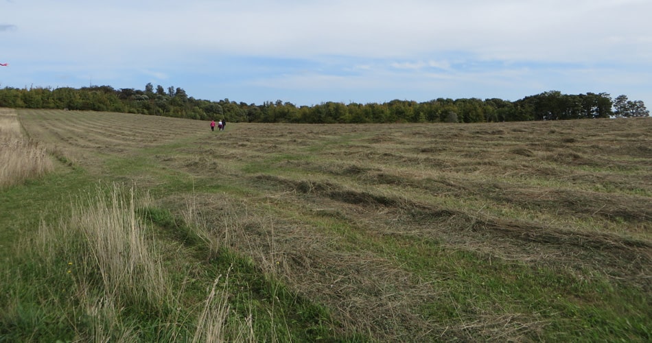 North Down after hay cut but not yet baled