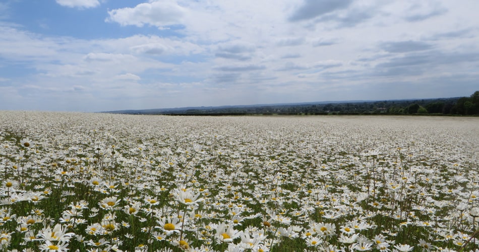 Oxeye-daisies blooming in the Feoffees field, Magog Down