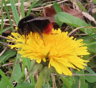Red-tailed Bumble bee-min