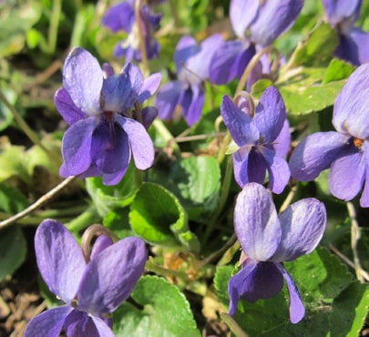 Sweet-Violet-Viola-odorata-min