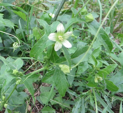 White-Bryony-Bryonia-dioica-flowers-min