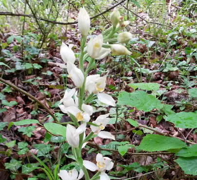 White-Helleborine-Cephalanthera-damasonium