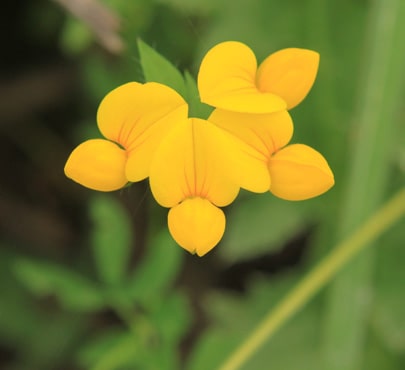 birdsfoot-trefoil_lotus-corniculatus-min