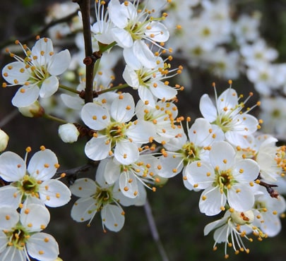 blackthorn_prunus-spinosa-min