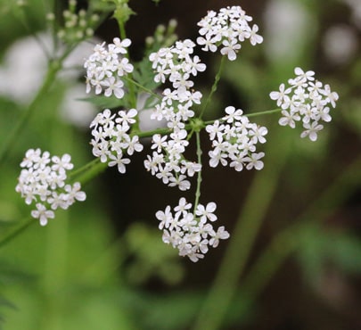 cow-parsley_anthriscus-sylvestris-min