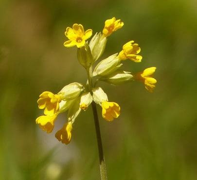 cowslip_primula-veris-min