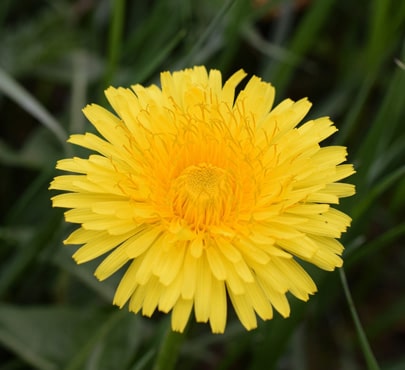 dandelion_taraxacum-officinale-min