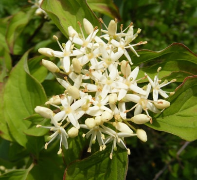 dogwood_cornus-sanguinea-min