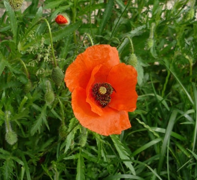 field-poppy_papaver-rhoeas-min