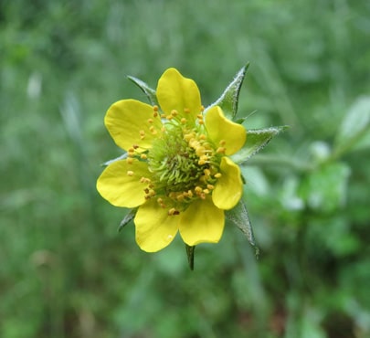 geum-urbanum-herb-bennet-min