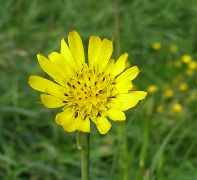 goats-beard_tragopogon-pratensis-min