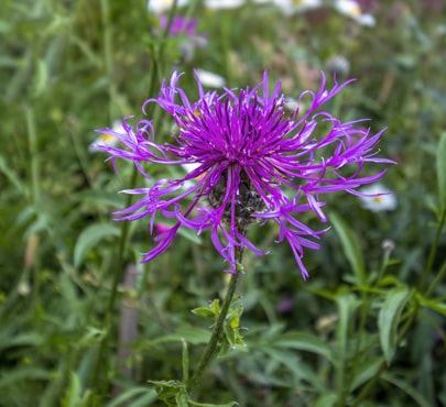 greater-knapweed_centaurea-scabiosa-min