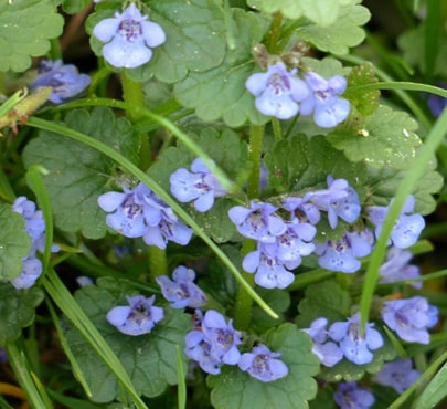 ground-ivy-glechoma-hederacea-min