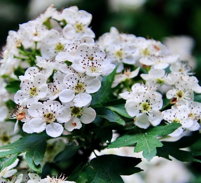 hawthorn-flowers-min