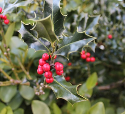 holly-berries-min