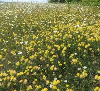 kidney-vetch-min