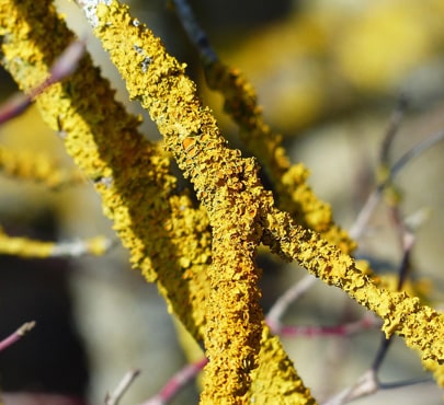 lichen-min