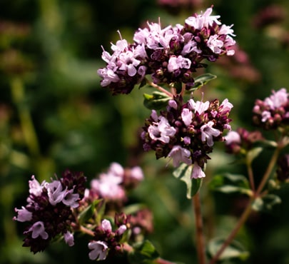 marjoram-min