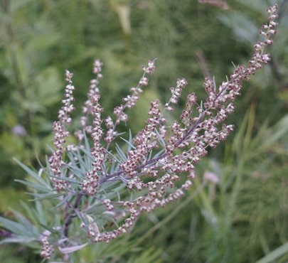 mugwort-artemisia-vulgaris-min