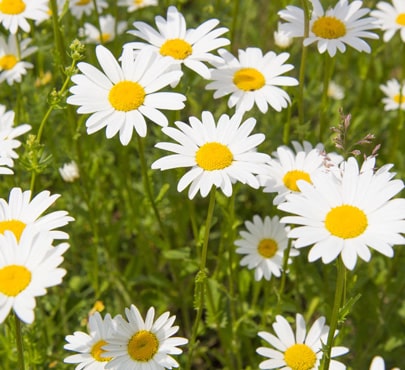 ox-eye-daisy-min