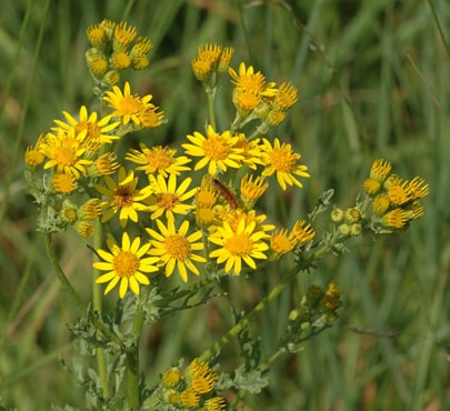 ragwort-senecio-jacobaea-min