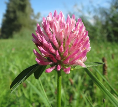 red-clover-trifolium-pratense-min