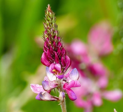 sainfoin-onobrychis-viciifolia-min