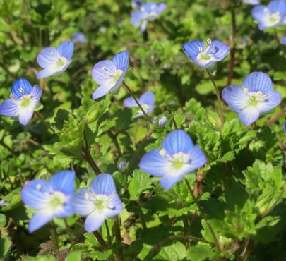 speedwell-veronica-persica-min