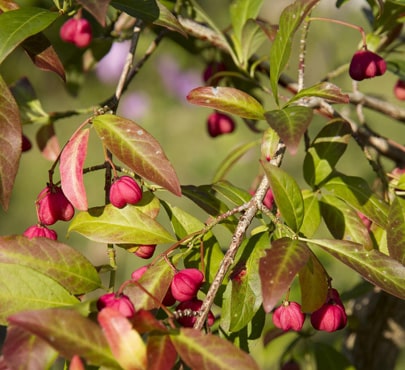 spindle-tree-euonymus-europaeus-min