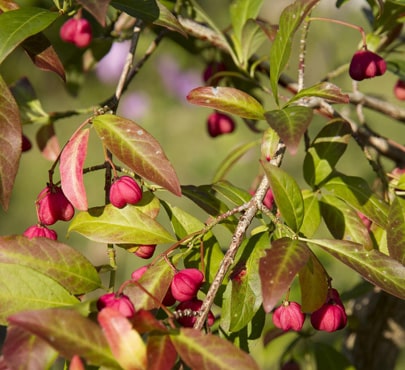 spindle-tree-euonymus-europaeus-min