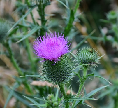 thistle-Cirsium-arvense-min