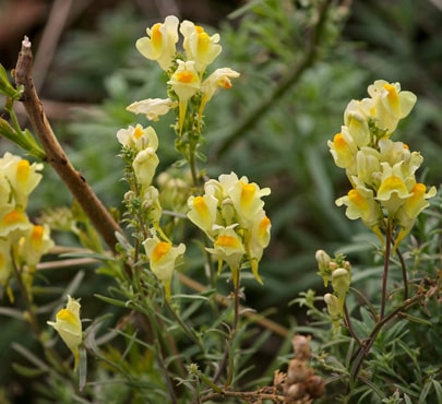 toadflax-linaria-vulgaris-min