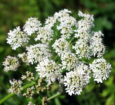 wild-carrot_daucus-carota-min