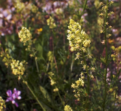 wild-mignonette-reseda-lutea-min