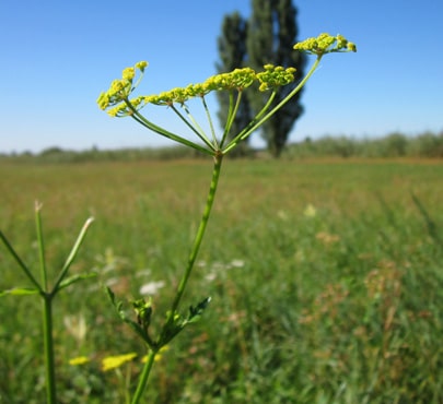 wild-parsnip_pastinaca-sativa-min