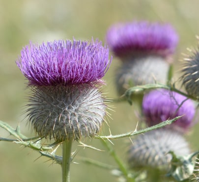 woolly-thistle_cirsium-eriophorum-min