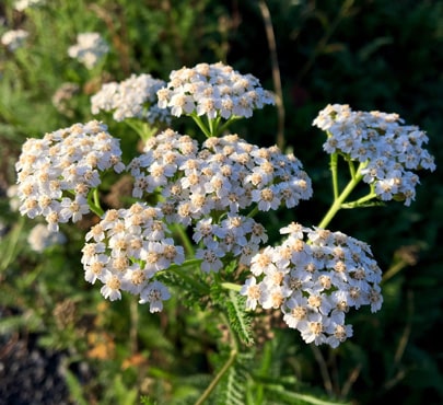 yarrow_achillea-millefolium-min