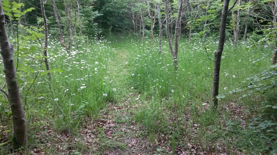 Young ash trees in Villedomer Wood suffered from ash dieback