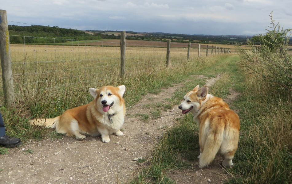 Two dogs enjoying one of the off-lead walks on South Down