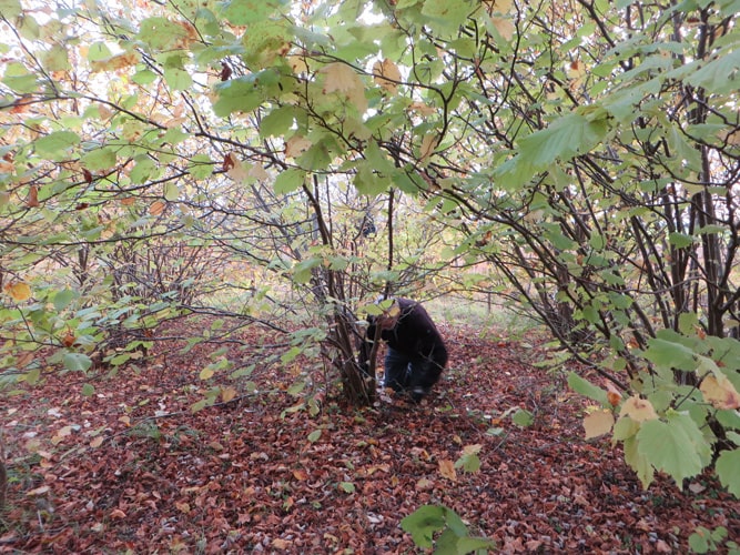 Coppicing in Memorial Wood