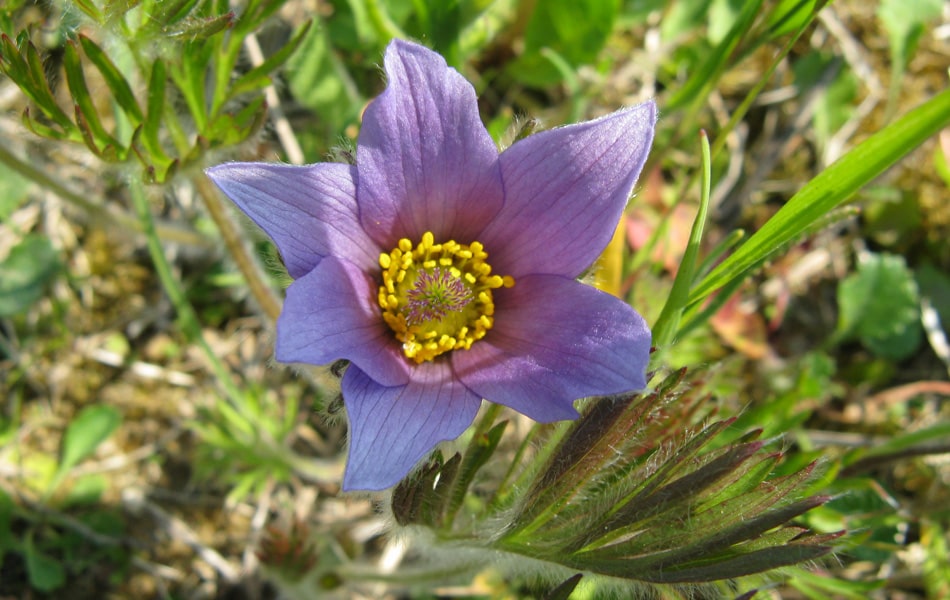 Pasque Flower - the scrape of the clunch pit aims to encourage their reintroduction