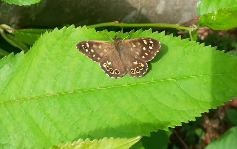 Speckled Wood Butterfly resting on a left in Villedomer Wood