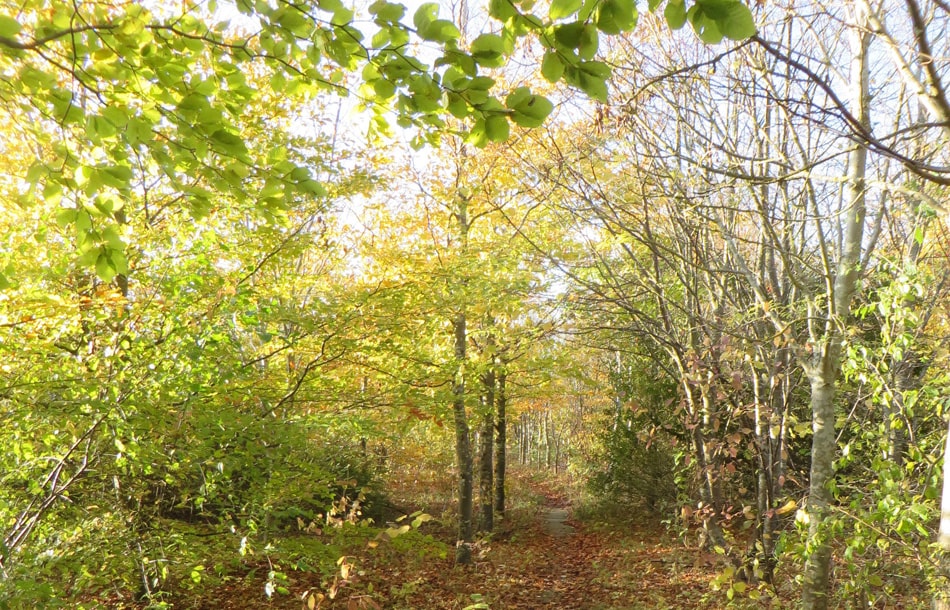 Trees beginning to change leaf colour in Youth Wood, early autumn